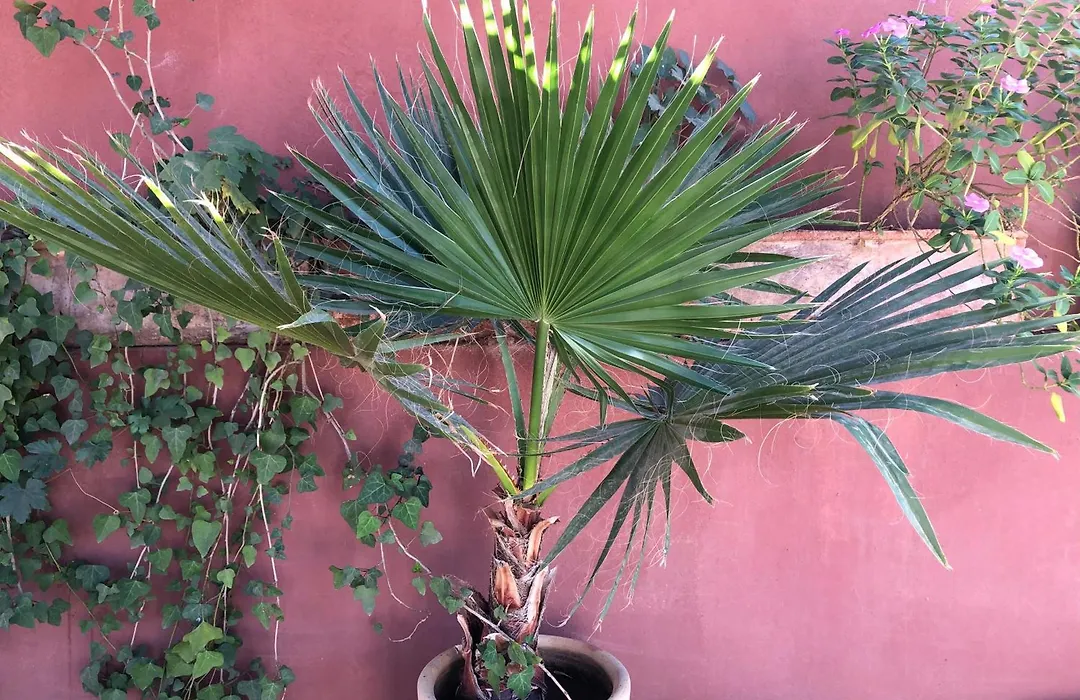Riad Al Mamoune-1
